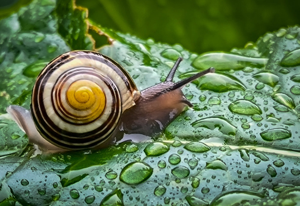 A snail with yellow and brown shell is creeping on the green leaf with a lot of water dew.
